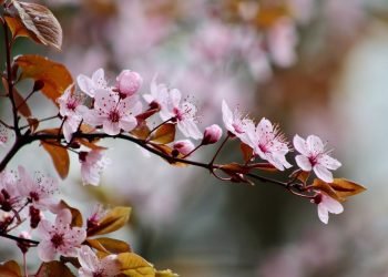 Mutluluğa İlişkin Bir Yüreklendirme