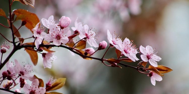 Mutluluğa İlişkin Bir Yüreklendirme